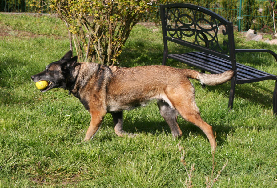 CAVALIER KING CHARLES SPANIEL ZU